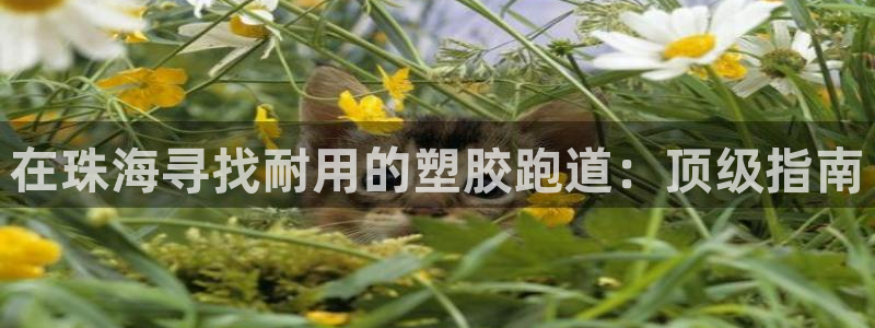 谈球吧红包激活码：在珠海寻找耐用的塑胶跑道：顶级指南